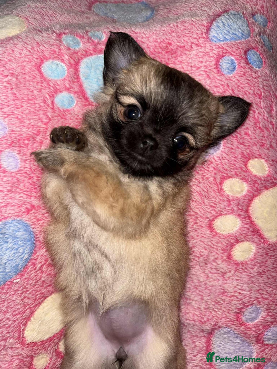 Chihuahua dogs for sale: Tiny Long-Haired Chihuahua Puppies - Image 18