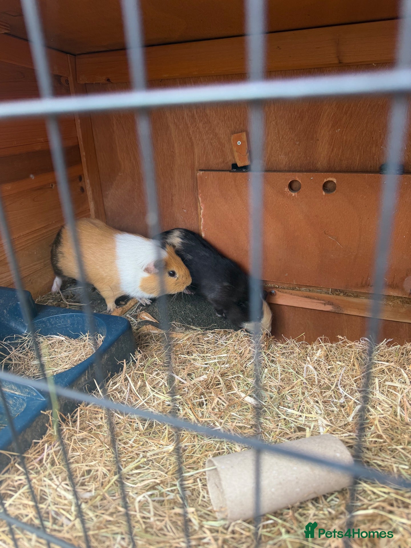 Guinea Pig rodents Mixed age guinea pigs  - Advert 22