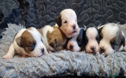 Jack Russell dogs for sale: kC Reg Jack Russell Pups, DNA Health Tested - Image 4