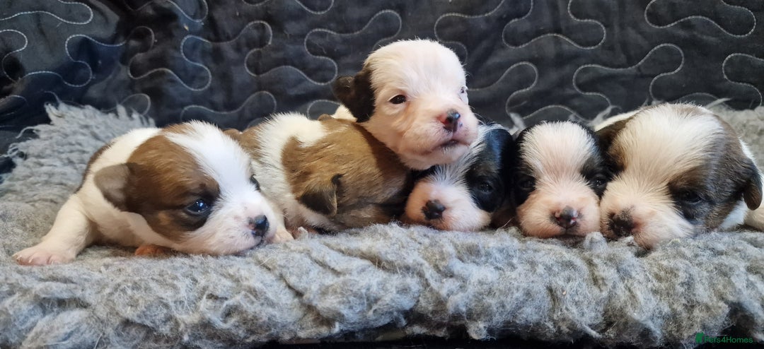 Jack Russell dogs for sale: kC Reg Jack Russell Pups, DNA Health Tested - Image 4