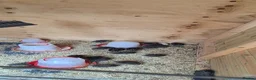 Mixed Breed birds for sale: Jumbo coturnix quails chicks  - Advert 2