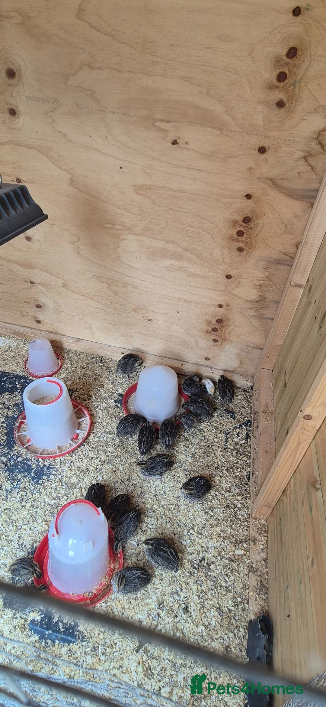 Mixed Breed birds for sale: Jumbo coturnix quails chicks  - Advert 2