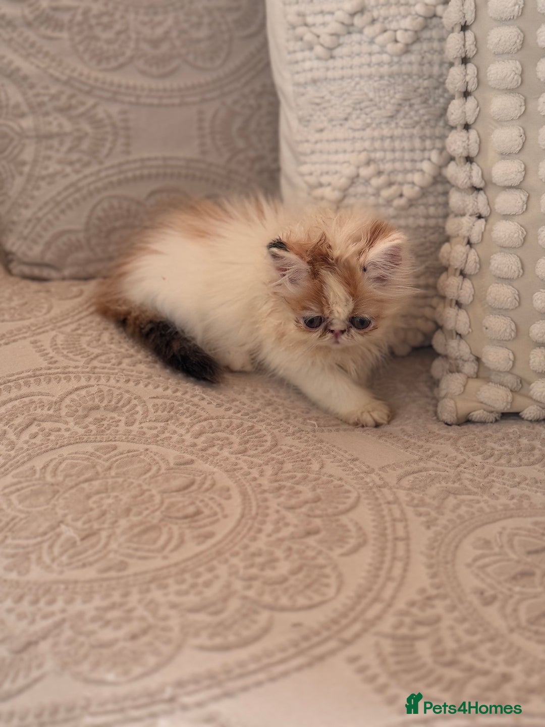 Persian cats for sale: Persian kittens ready now  - Image 8