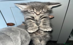 Mixed Breed cats for sale: 7 kittens looking for a home - Image 3