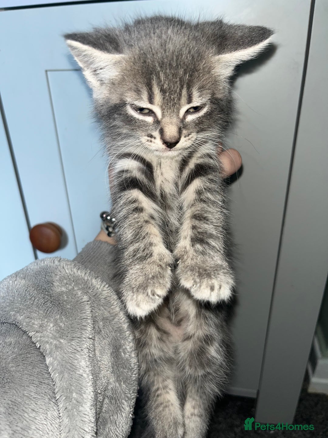 Mixed Breed cats for sale: 7 kittens looking for a home - Image 3