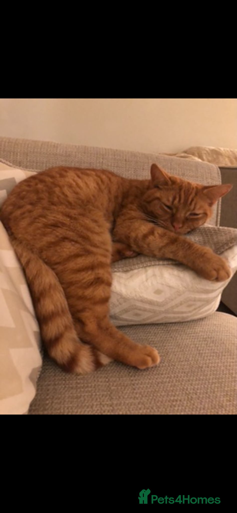 Mixed Breed cats Finn - A delicate and sad situation!  - Advert 1