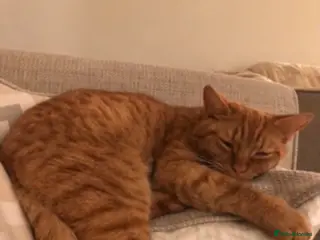 Mixed Breed cats Finn - A delicate and sad situation! - Advert 1