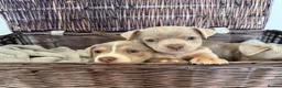 Jack Russell dogs for sale: Mini Jack Russel Terriers in Chelmsford - Advert 7
