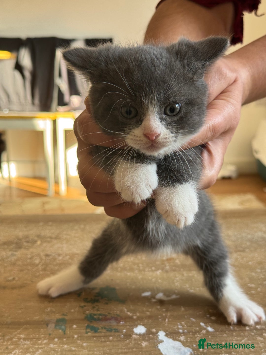 British Shorthair cats for sale: It’s a British short hair  - Image 10