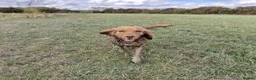 Cockapoo dogs for sale: Beautiful Angus - Advert 5