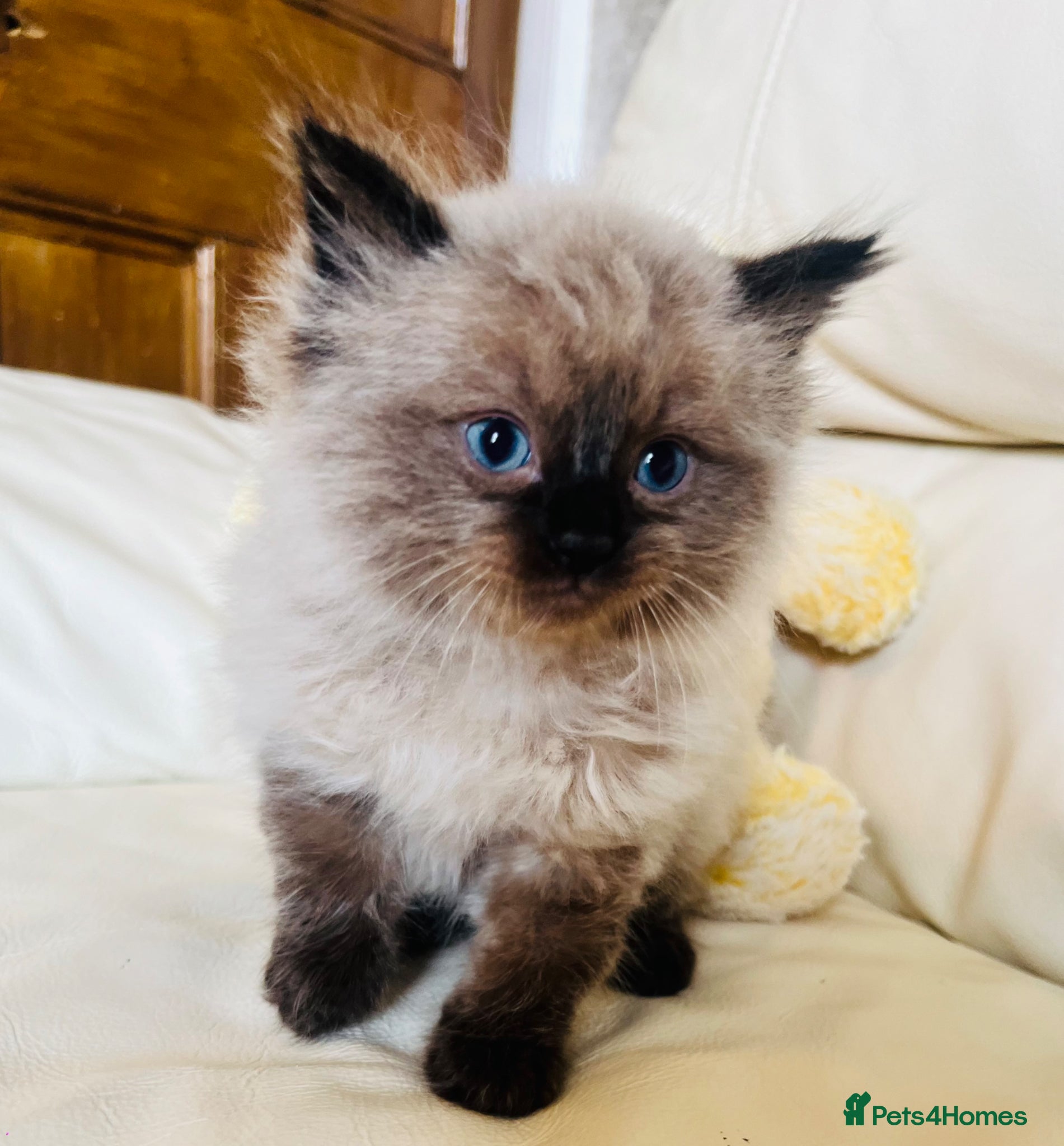 Ragdoll cats Stunning ragdoll kittens  - Advert 16