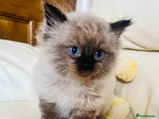 Ragdoll cats Stunning ragdoll kittens - Advert 16