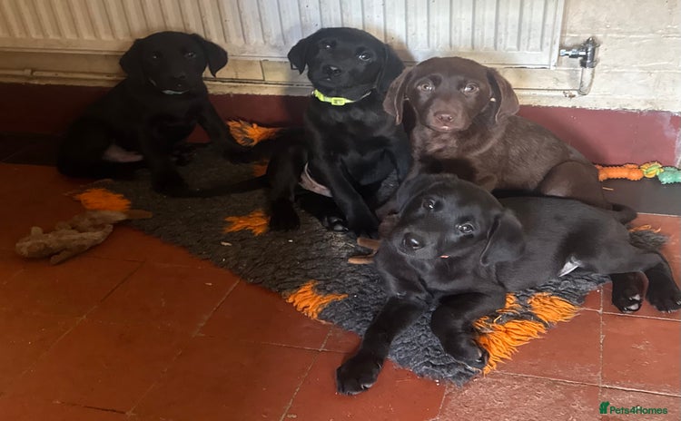 Labrador Retriever dogs Quality Health Tested Labrador Retriever Puppies - Advert 15