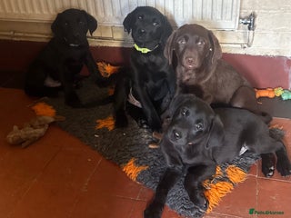 Labrador Retriever dogs Quality Health Tested Labrador Retriever Puppies - Advert 8