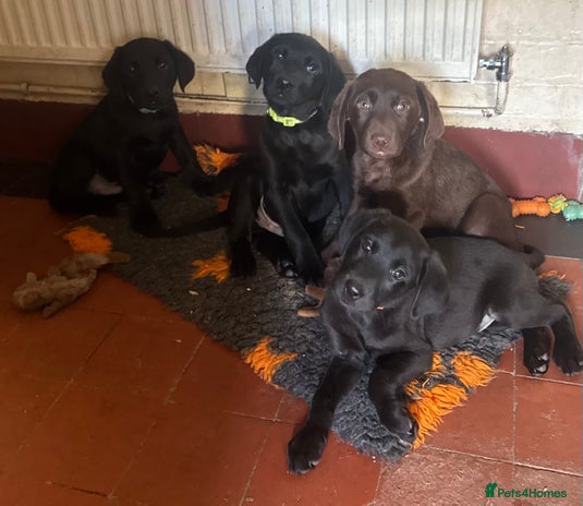 Labrador Retriever dogs Quality Health Tested Labrador Retriever Puppies - Advert 15