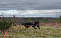 German Shepherd dogs for sale: Female German Shepherd - working line - Advert 28