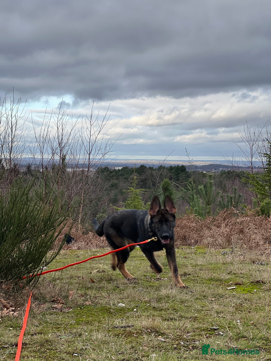 German Shepherd dogs for sale: Female German Shepherd - working line - Advert 28