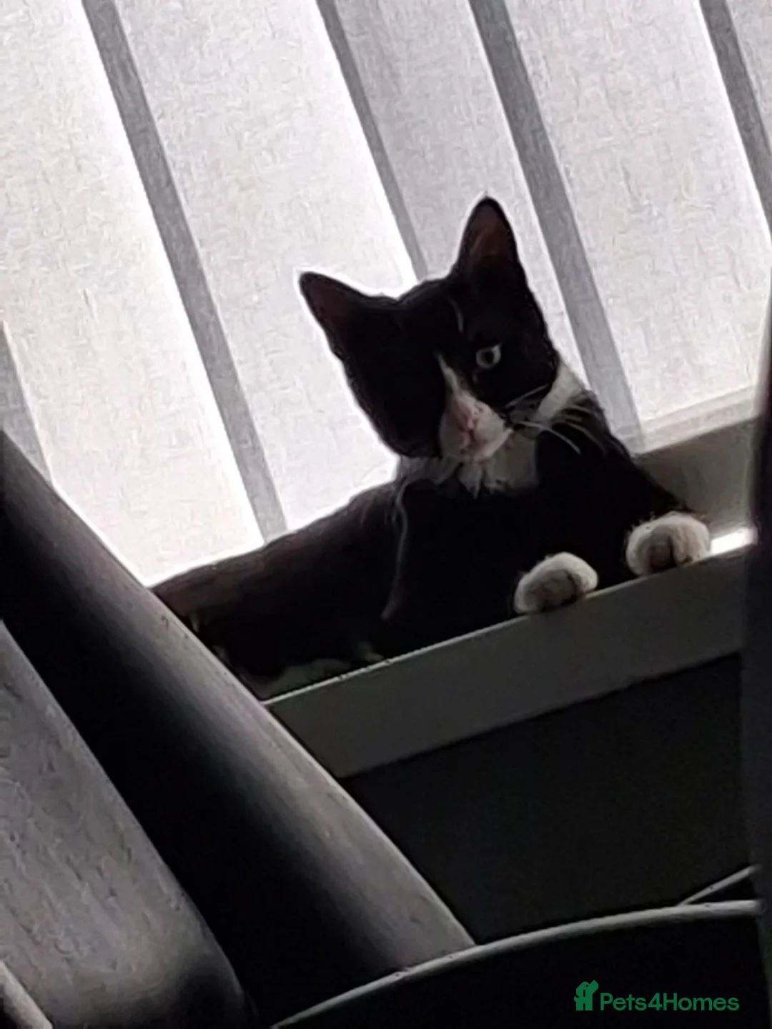 British Shorthair cats for sale: Black kitten  - Advert 2