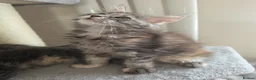 Maine Coon cats for sale: Maine coon kittens Ready Now - Advert 12