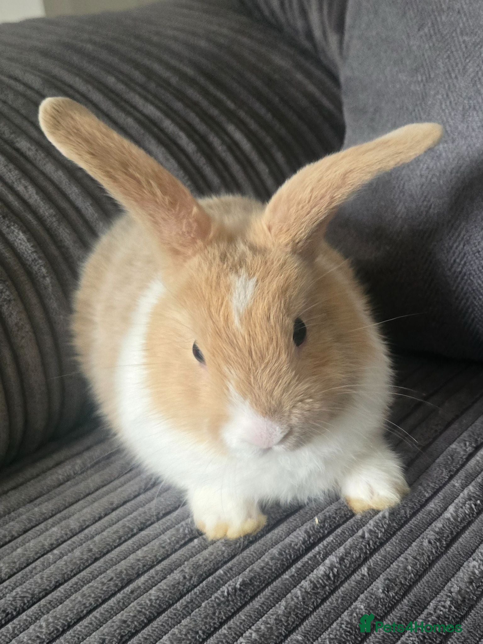 Mixed Breed rabbits Baby Bunnies for sale - Advert 2