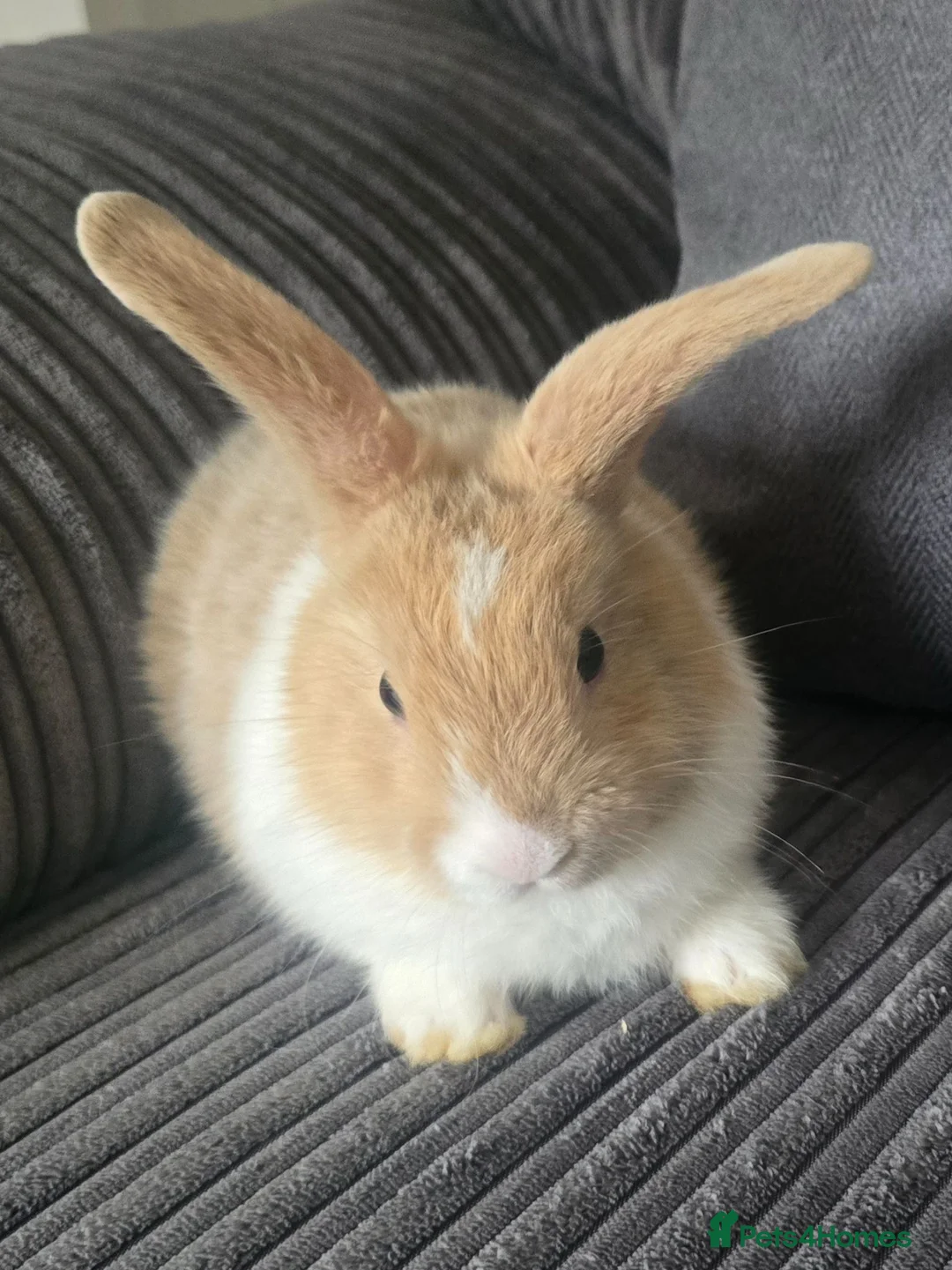 Mixed Breed rabbits for sale: Baby Bunnies for sale - Advert 2