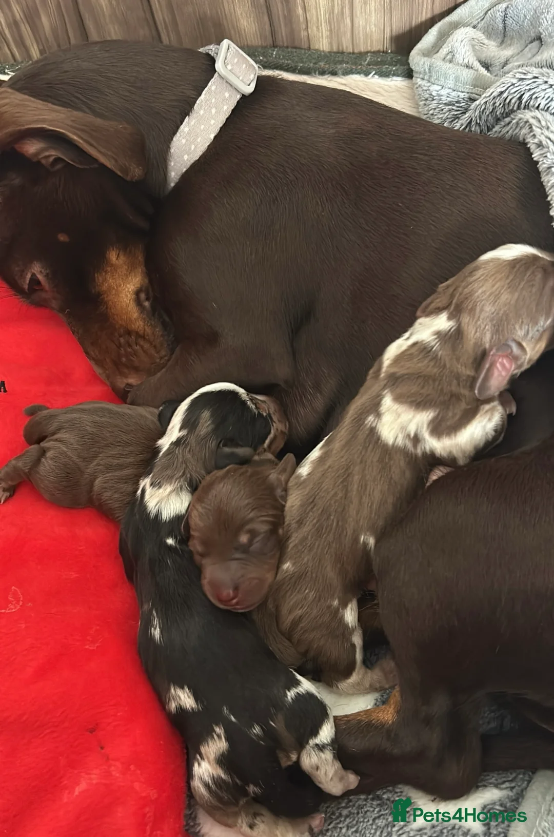 Dachshund dogs for stud: Miniature Daschund for Stud in York - Advert 15