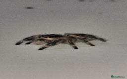 Spiders invertebrates for sale: Precious little female jumping spider - Advert 2