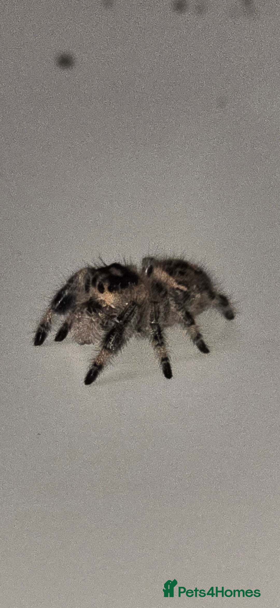 Spiders invertebrates for sale: Precious little female jumping spider - Advert 2