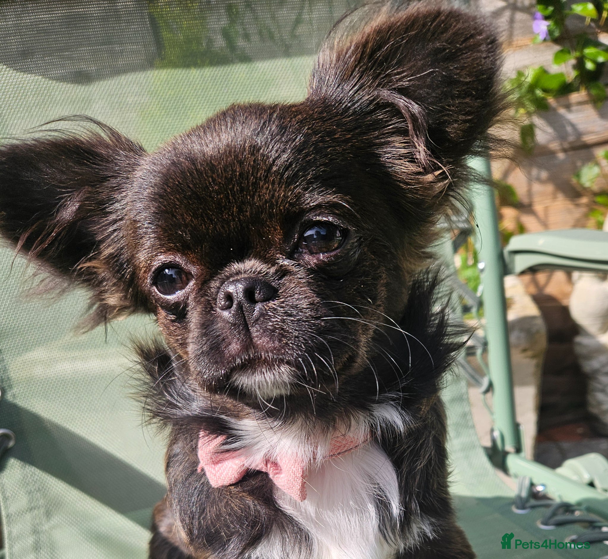 Chihuahua dogs Kennelclub licensed breeder, longhair chihuahua  - Advert 4
