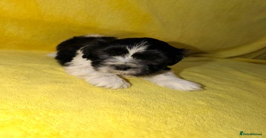 Shih Tzu dogs - Advert 10