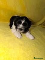 Shih Tzu dogs - Advert 10