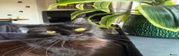 Maine Coon cats for sale: TICA Maine Coon Kittens | Russian & European Lines - Advert 19