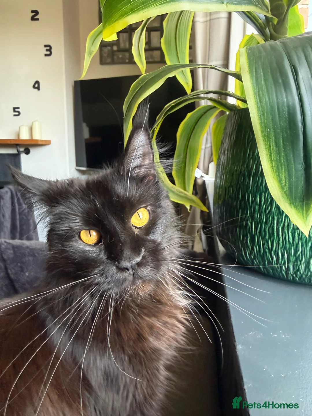 Maine Coon cats for sale: TICA Maine Coon Kittens | Russian & European Lines - Advert 19