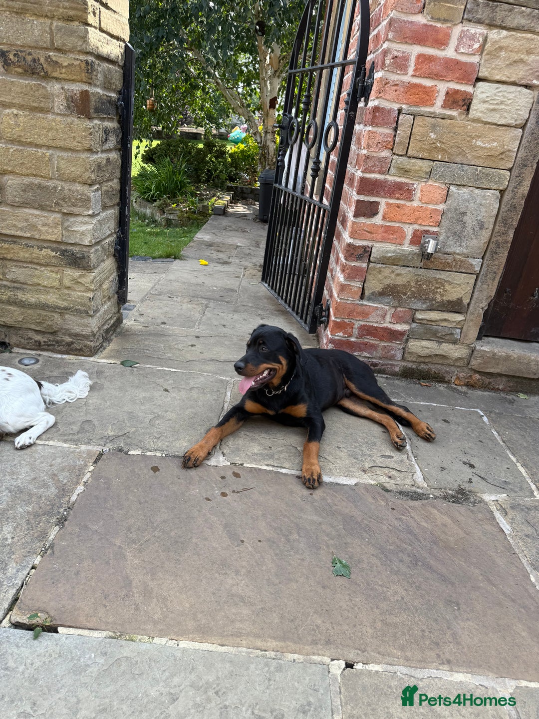 Rottweiler dogs for stud: FOR STUD ROTTWEILER  - Advert 4