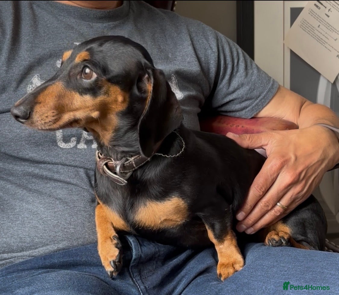 Miniature Dachshund dogs KC Registered Miniature Dachshund 5 years Old  - Advert 1