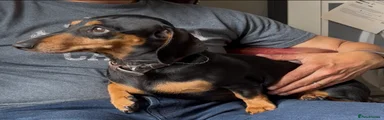 Miniature Dachshund 5 Years Old KC Registered 