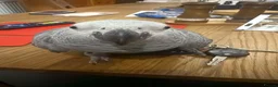 Parrots birds for sale: Hand reared African grey (female)  - Advert 9