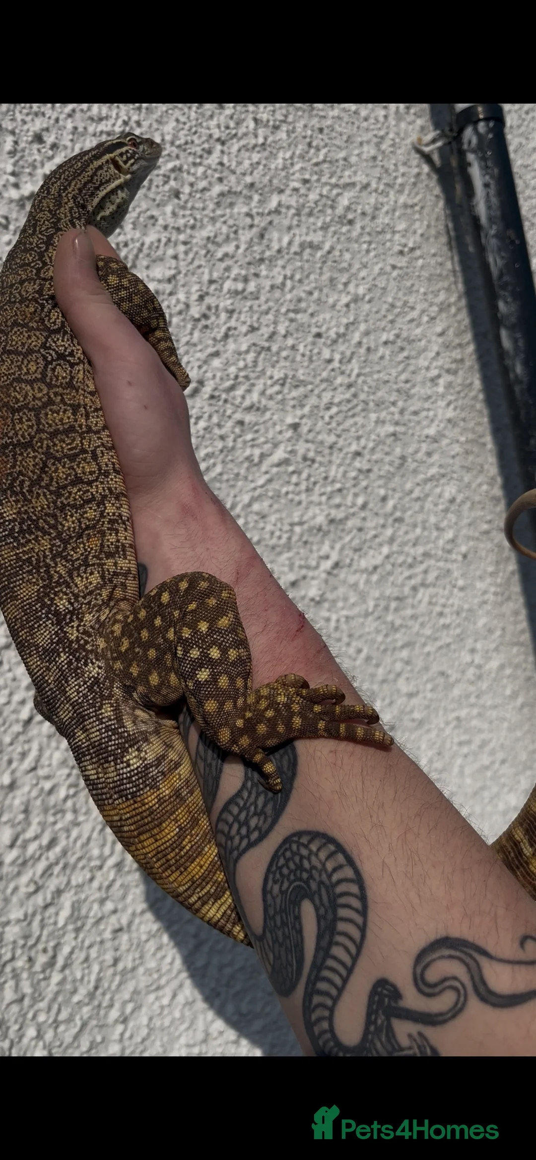 Monitor reptiles for sale: Male Flavirufus monitor( Sand goanna)  - Advert 4