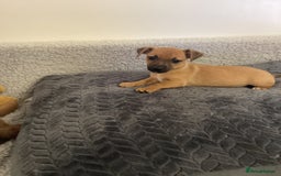 Jack Russell dogs for sale: Jack Russell puppies  - Image 1