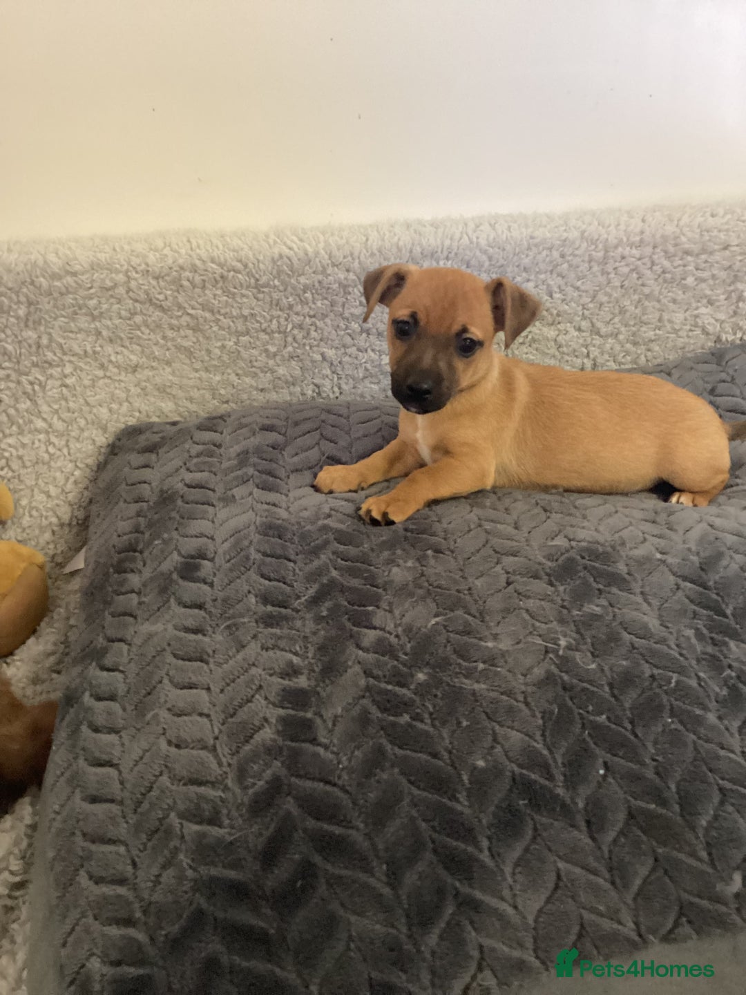Jack Russell dogs for sale: Jack Russell puppies  - Image 1