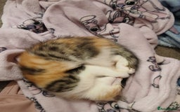 Mixed Breed cats for sale: 2 female kittens - Advert 1