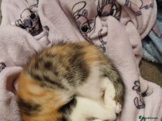 Mixed Breed cats 2 female kittens - Advert 3