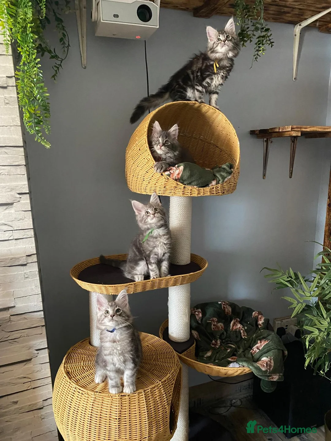 Maine Coon cats for sale: Maine coon beautiful babies  - Advert 1
