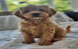 Cavapoochon dogs for sale: F1b MOYEN MERLE CAVAPOOCHON PUPS - Image 14