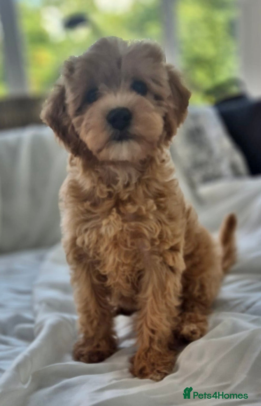 Cavapoochon dogs for sale: F1b MOYEN MERLE CAVAPOOCHON PUPS - Image 14