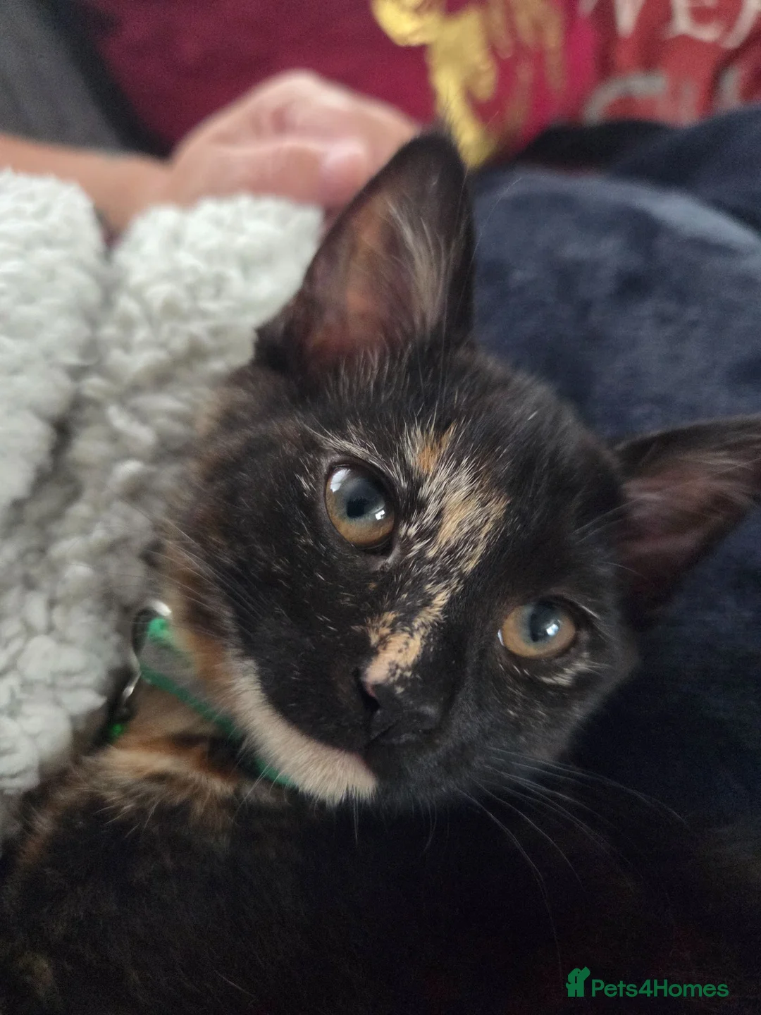 Mixed Breed cats for sale: Maine coon cross  - Advert 1