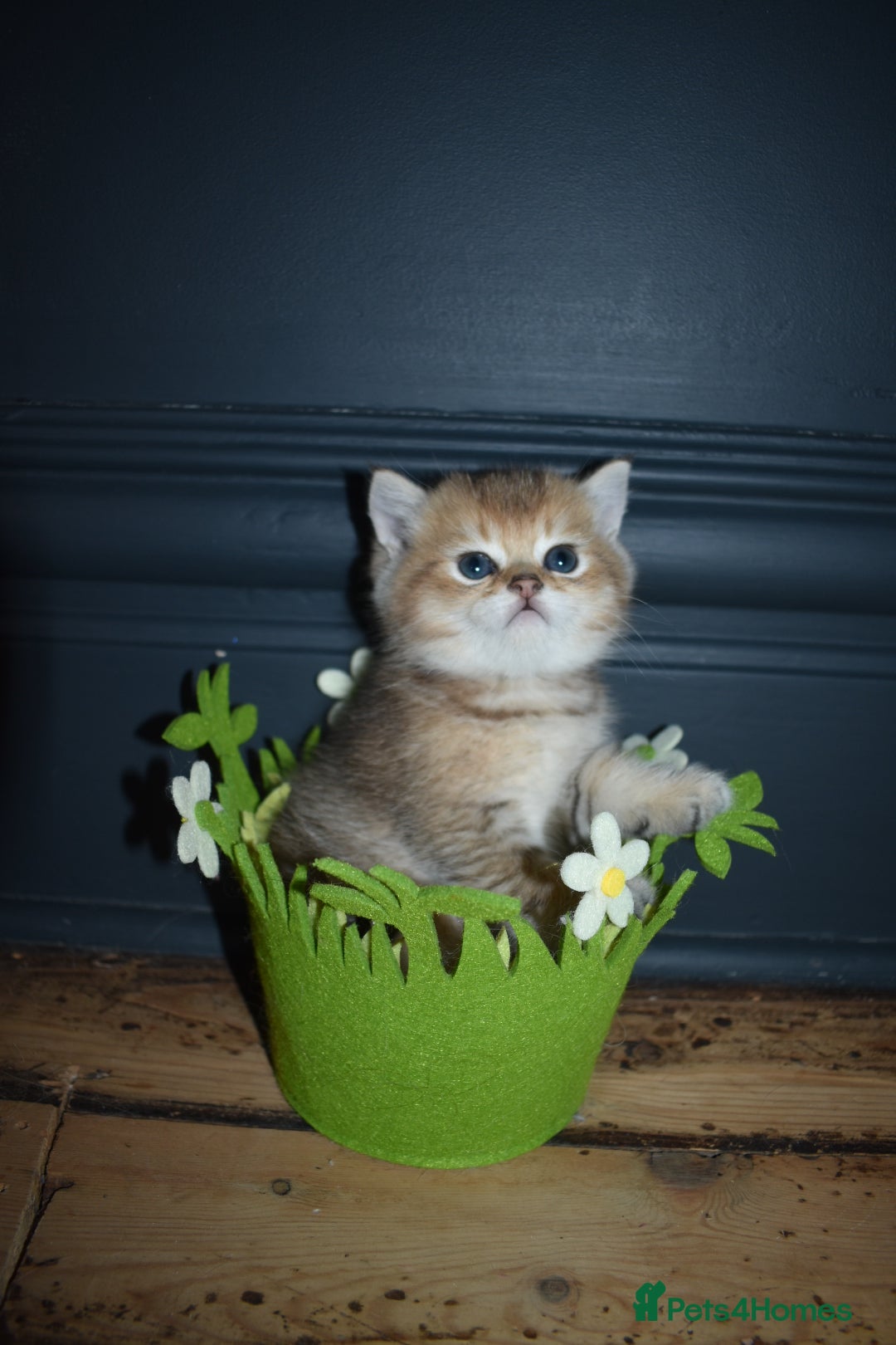 British Shorthair cats PureBred British Shorthair Kittens ready Easter! - Advert 2