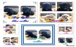 Maltipoo dogs for sale: Beautiful Maltipoo boys and girls pra clear in Newark - Image 1