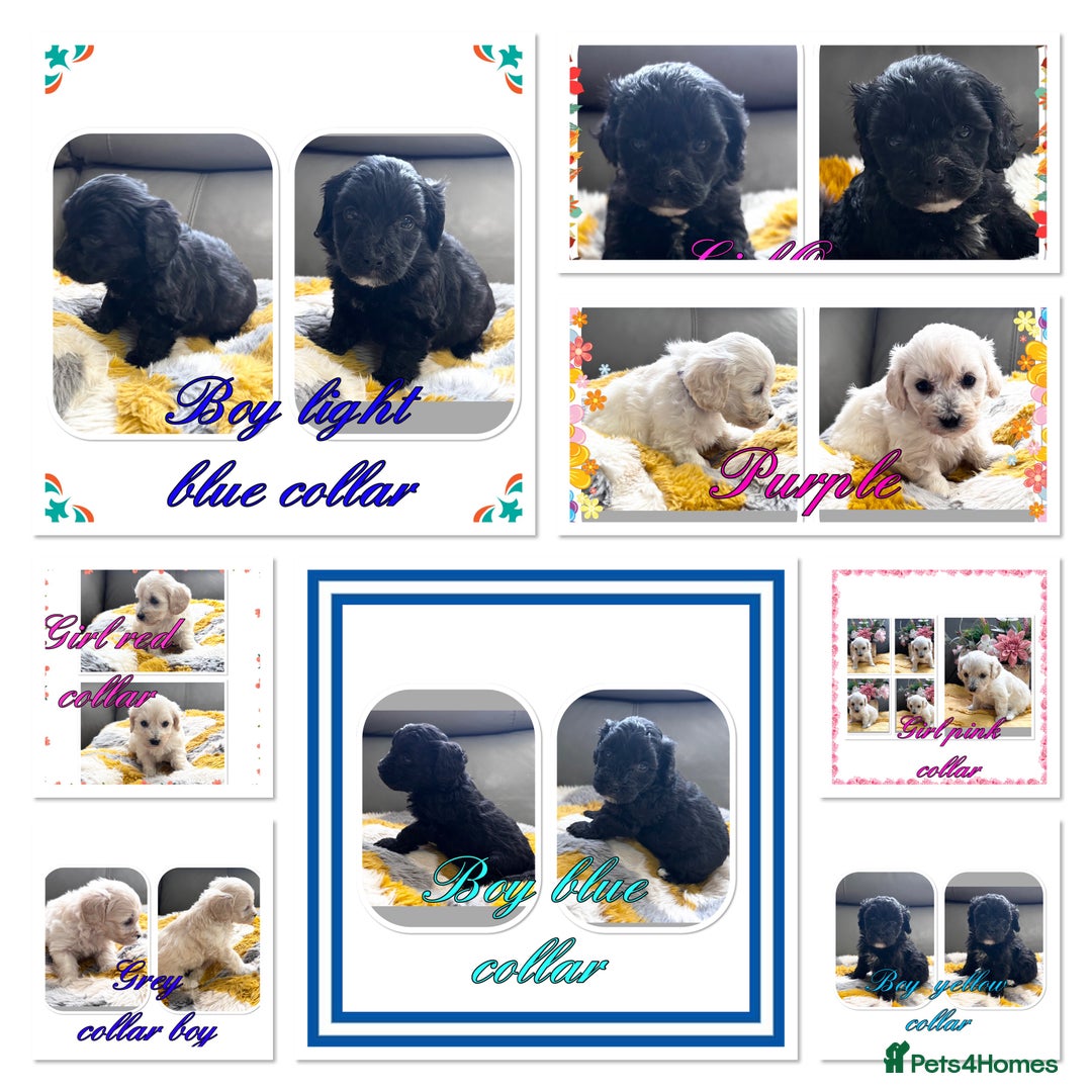 Maltipoo dogs for sale: Beautiful Maltipoo boys and girls pra clear in Newark - Image 1