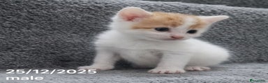 Kitten 2 - Male